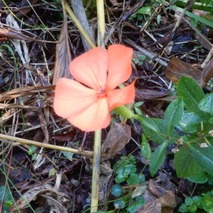 センノウ221013 山野草のエキ (23)