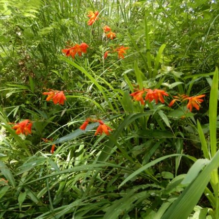 220723 山野草のエキ (24)