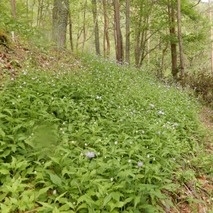 220505 山野草のエキ (85)