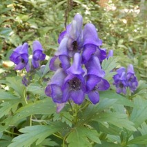 トリカブト221013 山野草のエキ (33)