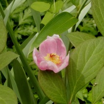 220519 山野草のエキ (117)