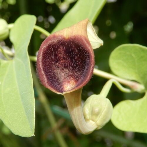 庭の花 ウマノスズクサの開花 定年生活