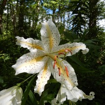 220723 山野草のエキ (78)