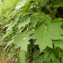 山野草のエキ (59)