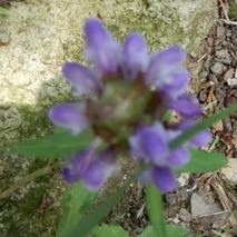 220618 山野草のエキ (96)