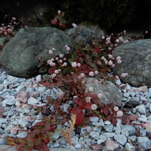 庭の花 ヒメツルソバ 万両 千両 百両 定年生活 庭の花 ヒメツルソバ 万両 千両 百両 定年生活