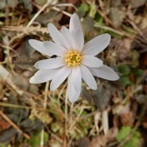 220311 山野草のエキ (32)