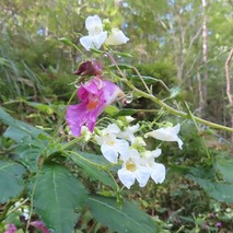 230923 山野草のエキ (25)