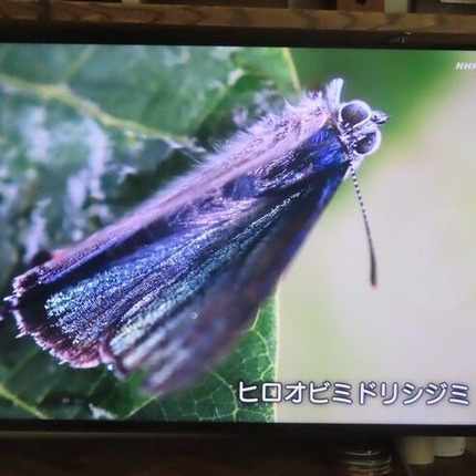������������ (29)�ҥ����ӥߥɥꥷ���ߢ�