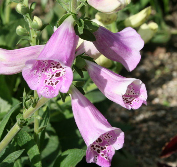 庭の花 １２３ 息の長い花達 ヒオウギ ジキタリス マツバギク 初雪葛 ツルヒメソバ 定年生活