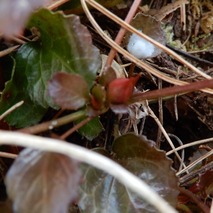 220311 山野草のエキ (65)