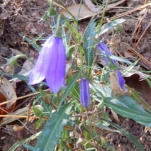 イワシャジン221031 (43)