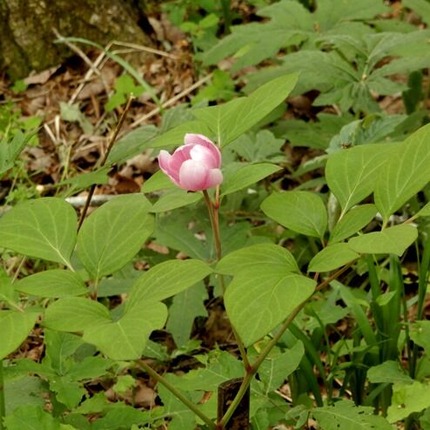 220519 山野草のエキ (135)