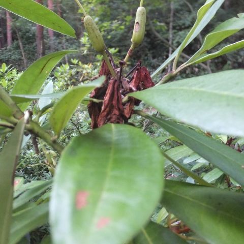 山野草のエキ保存ボランティア ００６ シャクナゲの花柄摘みと提供の花の植え付け 定年生活