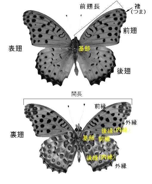 針金チョウの製作 蝶の勉強から その2 定年生活 針金チョウの製作 蝶の勉強から その2 定年生活