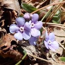 220404 山野草のエキ (104)