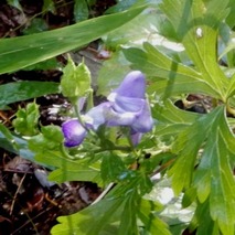 211020 山野草のエキ (28)