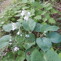 220618 山野草のエキ (68)