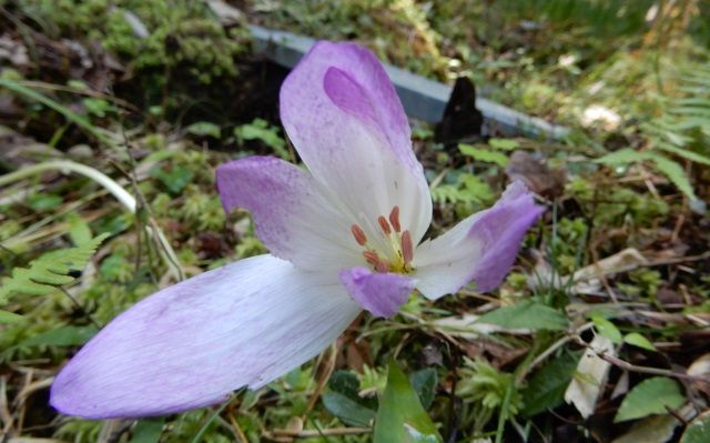 花の調査 イヌサフラン ミカエリソウ アキギリ 定年生活 花の調査 イヌサフラン ミカエリソウ アキギリ 定年生活