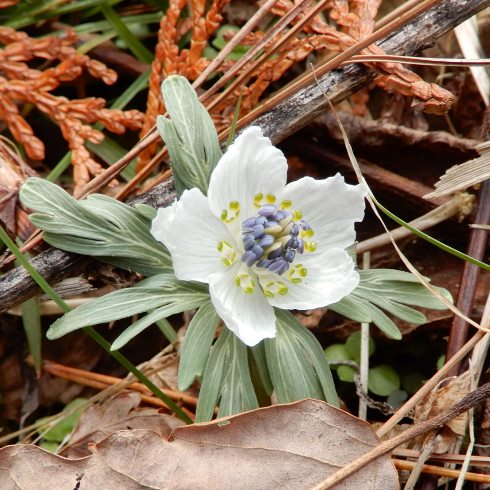 山野草のエキ 直近で咲いた花 ２０２１年の開花が始まった セツブンソウ セリバオウレン ユキワリイチゲ 定年生活