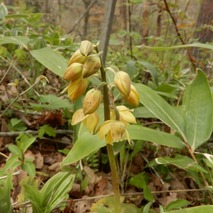 h230418 (47)山野草のエキ