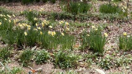 220407 山野草のエキ (120)