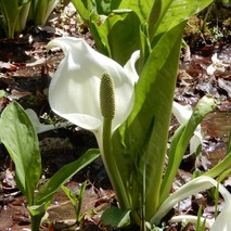 220404 山野草のエキ (44)-1