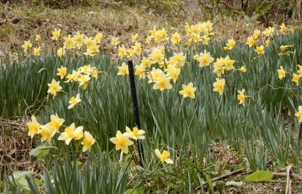 220328 山野草のエキ (17)