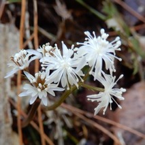 220303 山野草のエキ (3)
