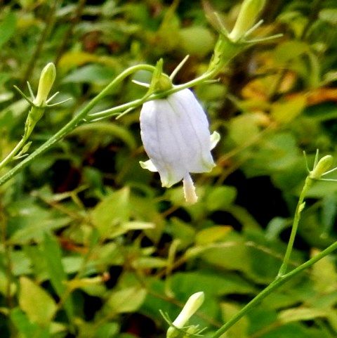 庭に咲いた花 ツユクサ サイヨウシャジン ツルムラサキ トレニア １６ー１３１ 定年生活