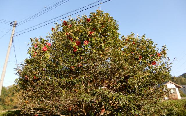 庭の花 ツバキの落下時期 定年生活 庭の花 ツバキの落下時期 定年生活
