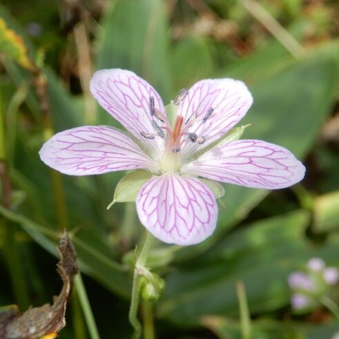 八幡湿原ー１ ビッチュウフウロ マツムシソウ タムラソウ キセルアザミ 定年生活