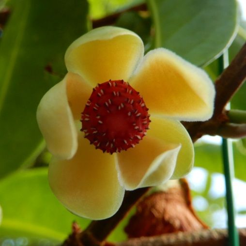 庭の花 サネカズラの雄花 ミズヒキ ヒオウギ キキョウ オニユリ 定年生活
