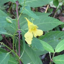 230923 山野草のエキ (16)