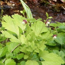 j230418 (25)山野草のエキ