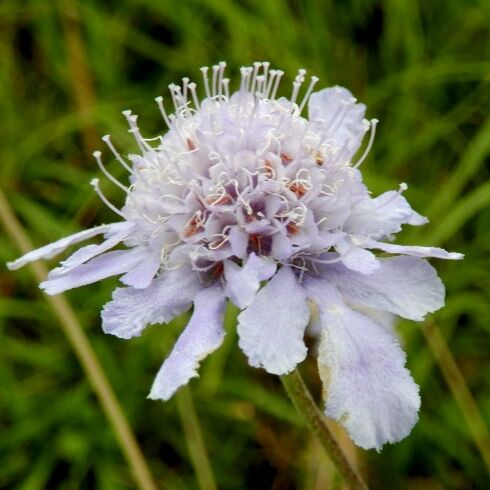 八幡湿原ー１ ビッチュウフウロ マツムシソウ タムラソウ キセルアザミ 定年生活