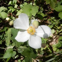 シュウメイギク221013 山野草のエキ (65)