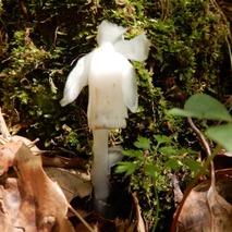 220505 山野草のエキ (107)