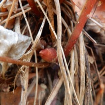 220311 山野草のエキ (63)