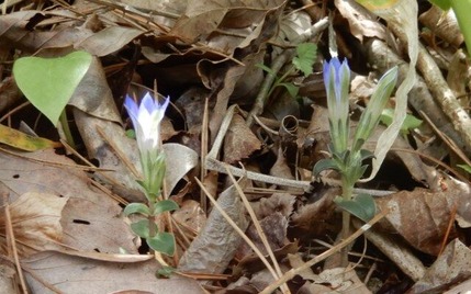 e230418 (74)山野草のエキ