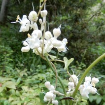 220804 山野草のエキ (17)