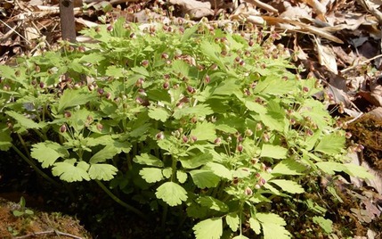 220407 山野草のエキ (72)