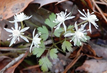 220303 山野草のエキ (8)