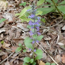 220505 山野草のエキ (74)