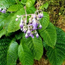 220618 山野草のエキ (103)