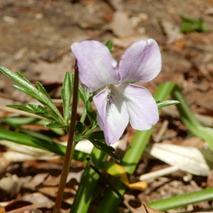 220407 山野草のエキ (126)