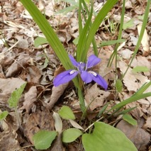 c230418 (36)山野草のエキ