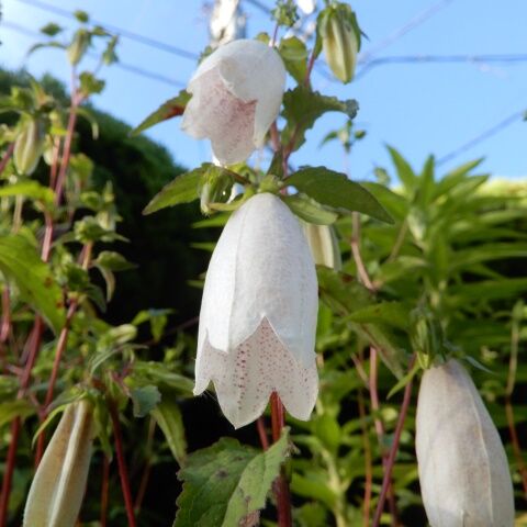 庭の花 シロバナホタルブクロが咲き出した 定年生活 庭の花 シロバナホタルブクロが咲き出した 定年生活