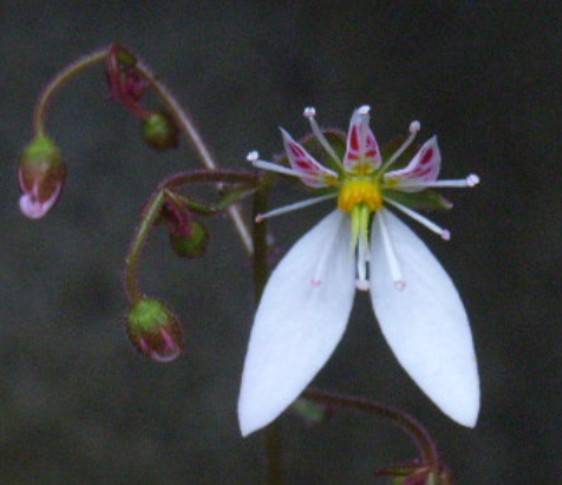 庭の花 ユキノシタ 華麗な妖精だった 定年生活