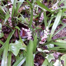 211020 山野草のエキ (73)